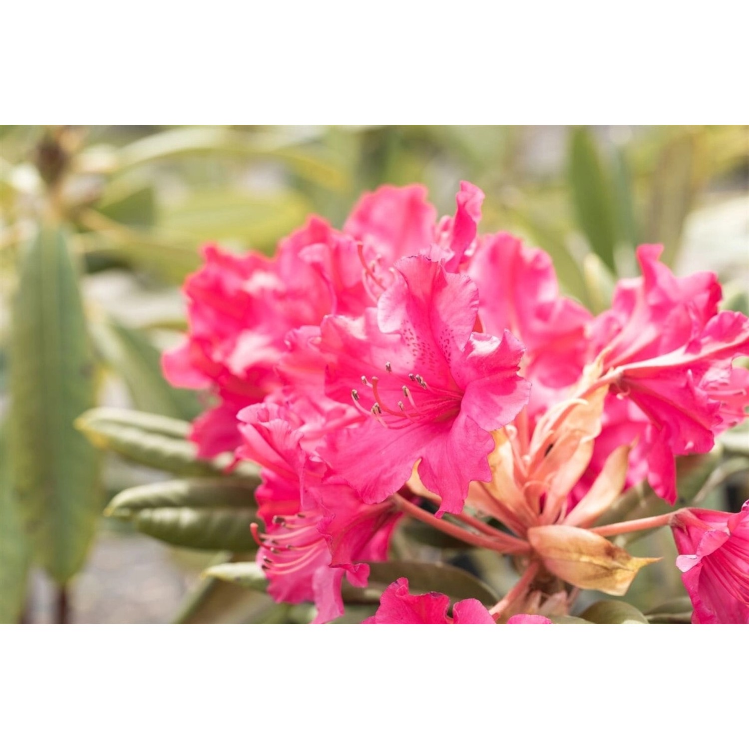 Rhododendron Hybr. Smirnowii Weinlese Rot 30–40 cm günstig online kaufen