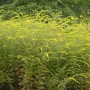 Foto einer blühenden, gelben Raue Goldrute (Solidago rugosa) der Sorte Fireworks im Garten.
