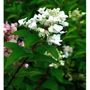 Rispenhortensie 'Early Harry' mit weißen Blüten und grünen Blättern im Garten.