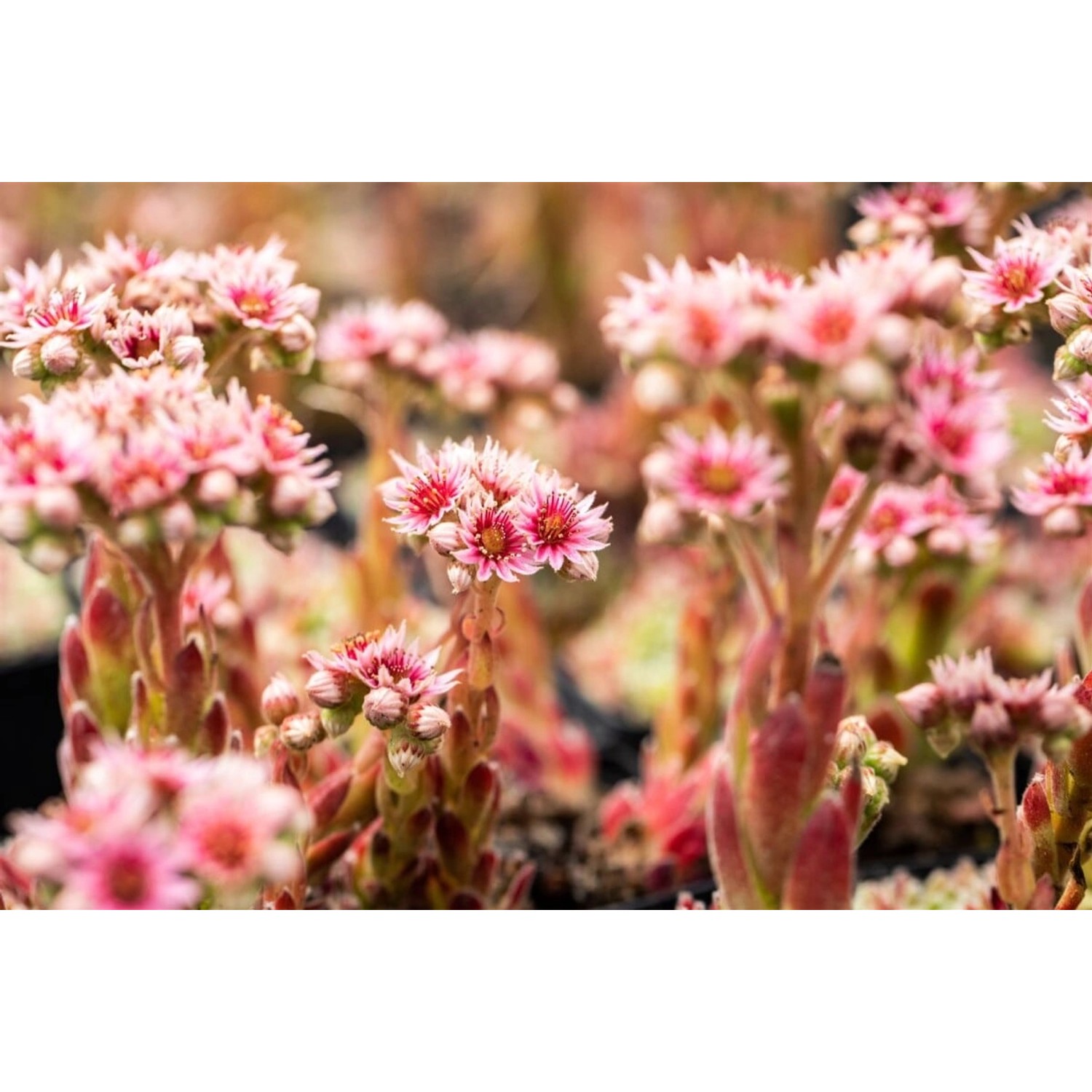 Sempervivum X Cult. Silver Thaw Hauswurz Ca. 9x9 cm Topf günstig online kaufen