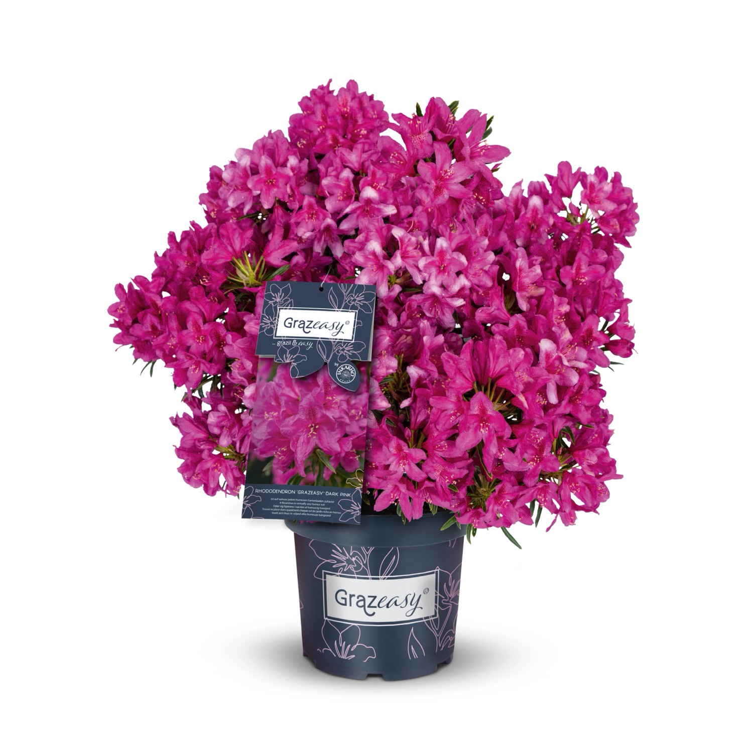 Rhododendron Grazeasy® Rosa Höhe ca. 30-40 cm Topf ca. 5 l Rhododendron günstig online kaufen