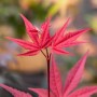 Leuchtend roter Fächerahorn 'Beni-Otake' mit filigranen Blättern, ideal für den Garten.