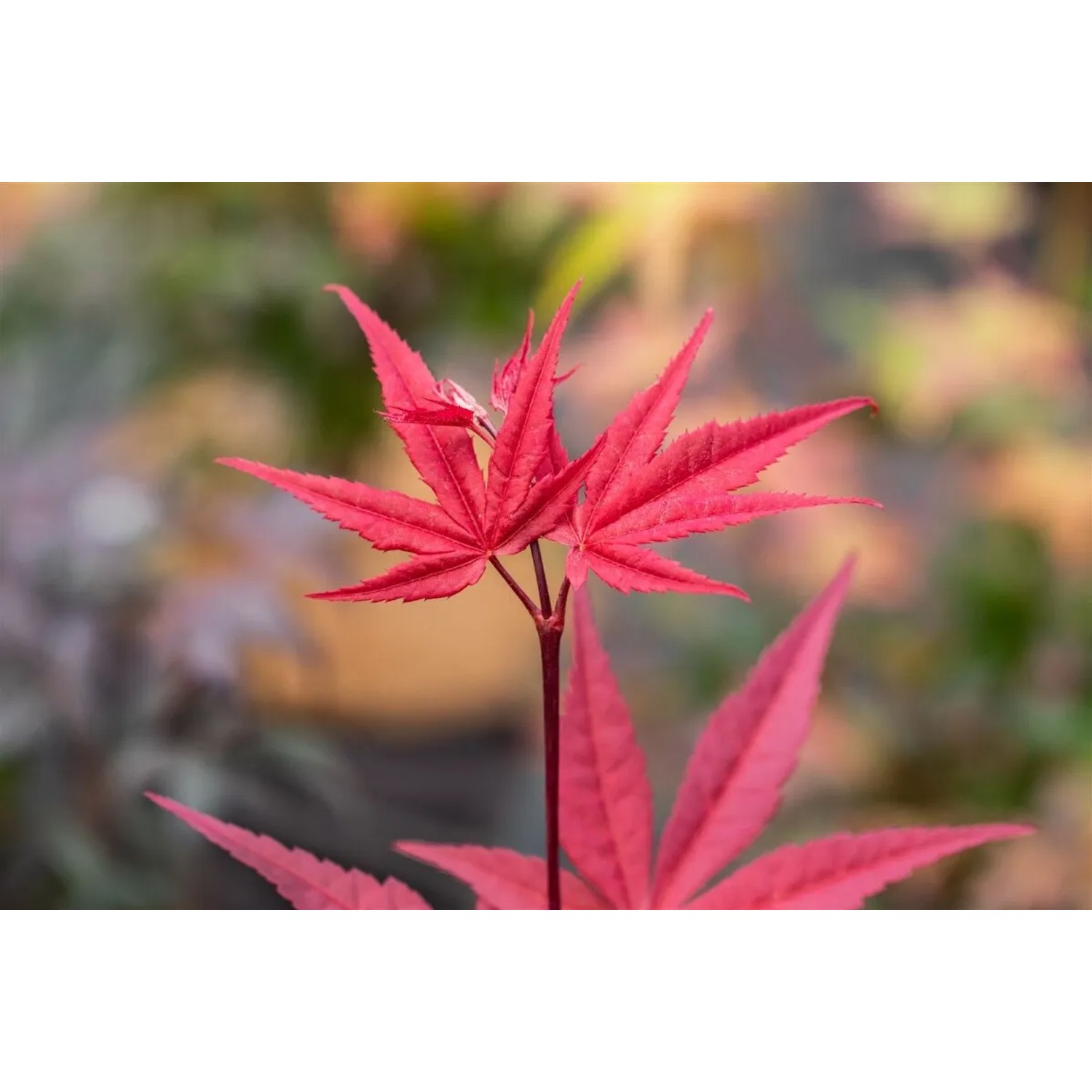Leuchtend roter Fächerahorn 'Beni-Otake' mit filigranen Blättern, ideal für den Garten.