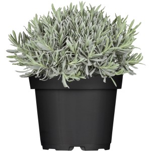Blauer Lavendel (Lavandula) im Topf, ca. 13 cm Ø. Duftende, frostverträgliche Pflanze für sonnige Standorte.