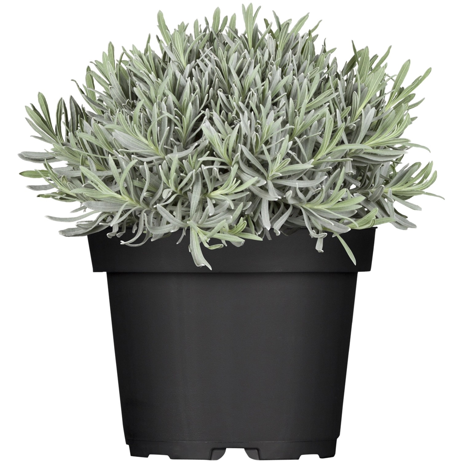 GROW by OBI Echter Lavendel Blau Topf-Ø ca. 13 cm Lavandula günstig online kaufen