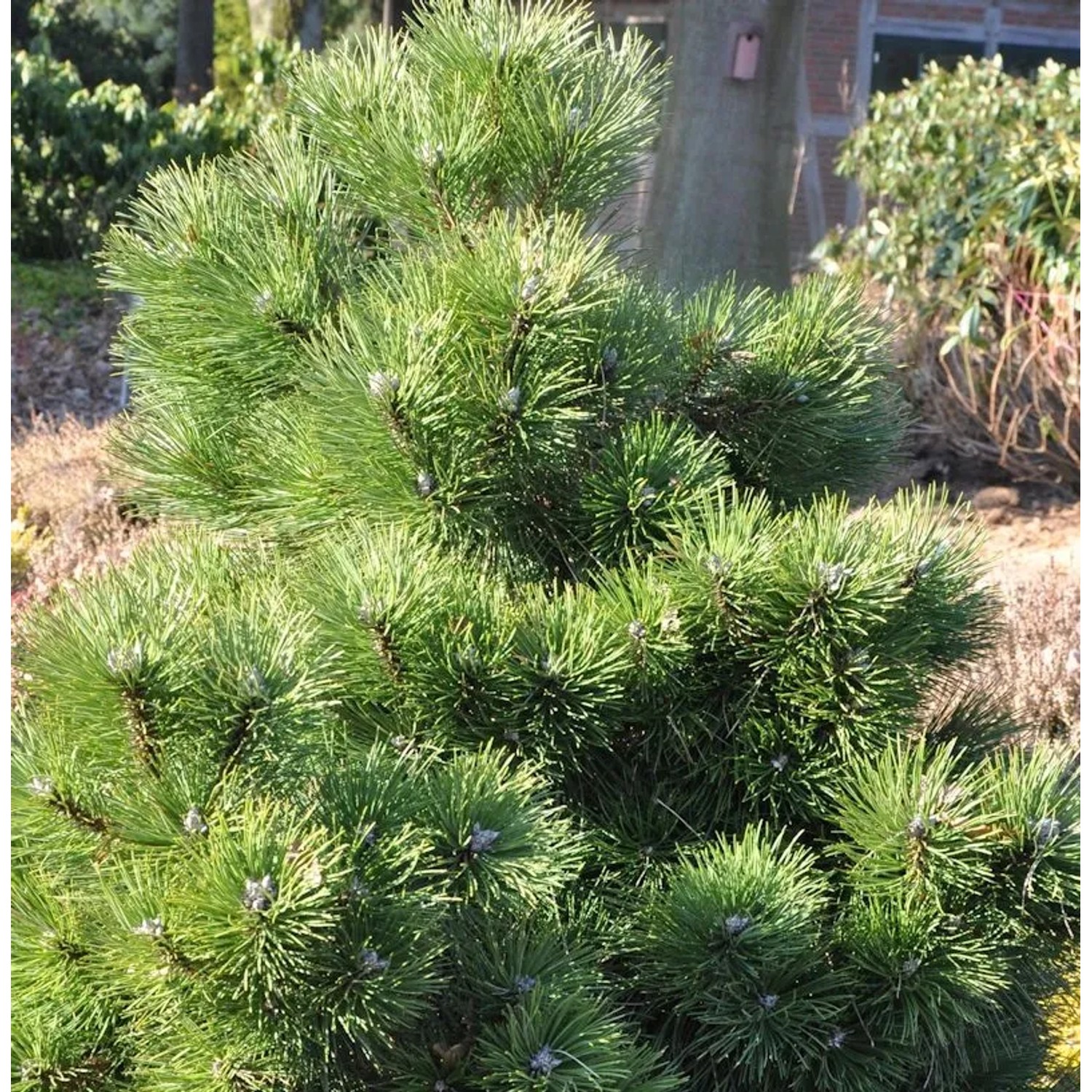 Gedrungene Zwerg Schwarzkiefer 40-50cm - Pinus nigra