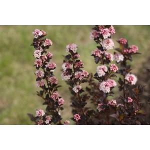 Blasenspiere Tiny Wine mit dunkelrotem Laub und zarten, rosa-weißen Blüten.
