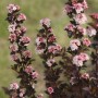 Blasenspiere Tiny Wine mit dunkelrotem Laub und zarten, rosa-weißen Blüten.