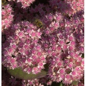 Nahaufnahme der rosa Blüte der Großen Fetthenne 'Jose Aubergine' mit einer Biene.