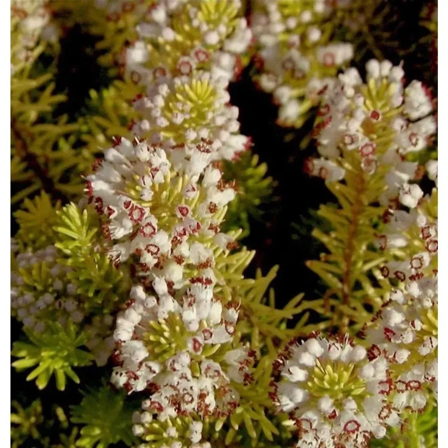 Image of 10x Cornwallheide Valerie Proudley - Erica vagans