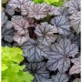 Purpurglöckchen Pinot Gris - Heuchera villosa_2