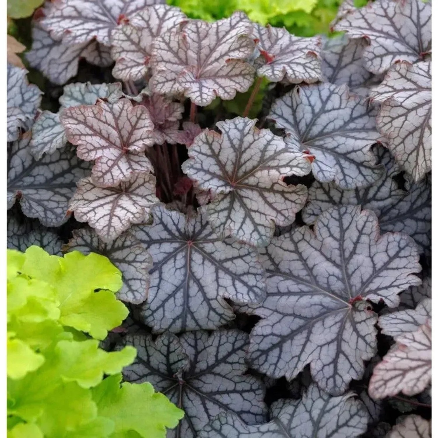 Purpurglöckchen Pinot Gris - Heuchera villosa_2
