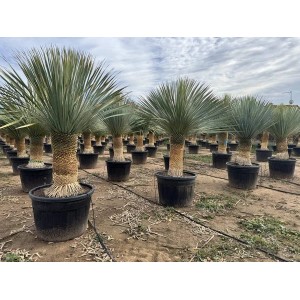 Sunny-Tree Mediterrane Yucca Rostrata Palmlilie mit Stammhöhe 60/70 cm Winterharte Pflanze bis -20°C