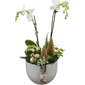 Winterliches Orchideen-Arrangement im Keramikgefäß Topf-Ø ca. 19 cm