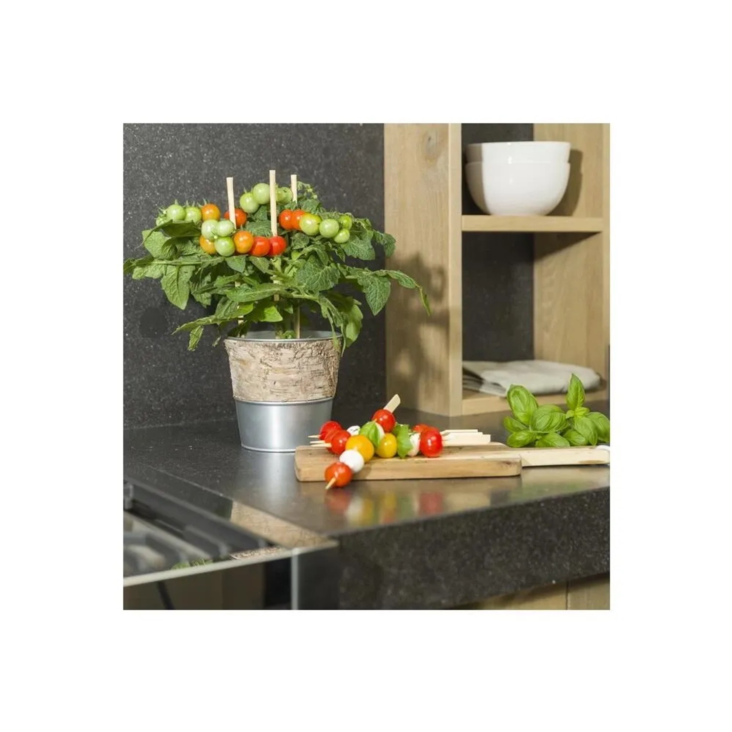 Orange Cherrytomate 'Exotenherz' im Topf mit vielen Früchten, ideal für Balkon und Garten.