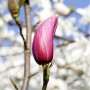 Nahaufnahme einer purpurroten Tulpenmagnolien-Blüte (Magnolia Liliiflora) vor weiß blühendem Baum.