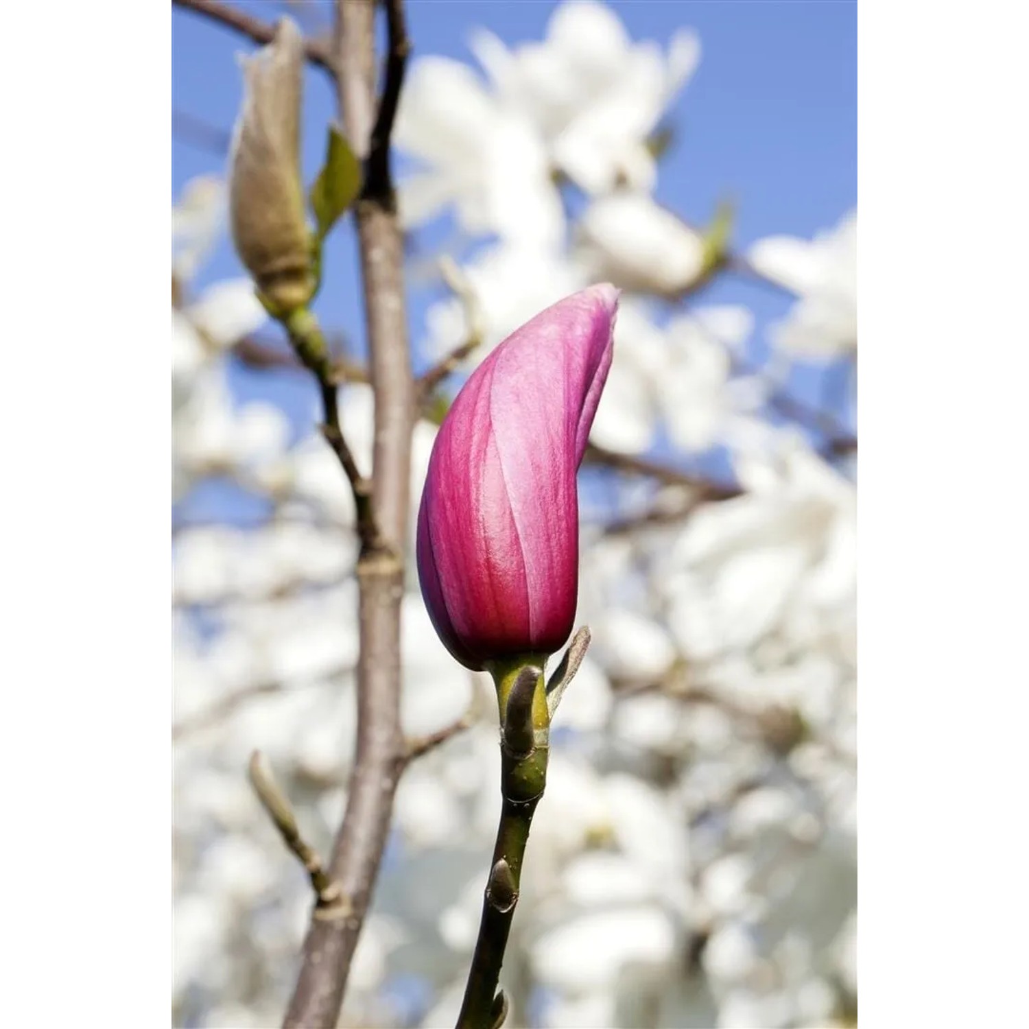 Nahaufnahme einer purpurroten Tulpenmagnolien-Blüte (Magnolia Liliiflora) vor weiß blühendem Baum.