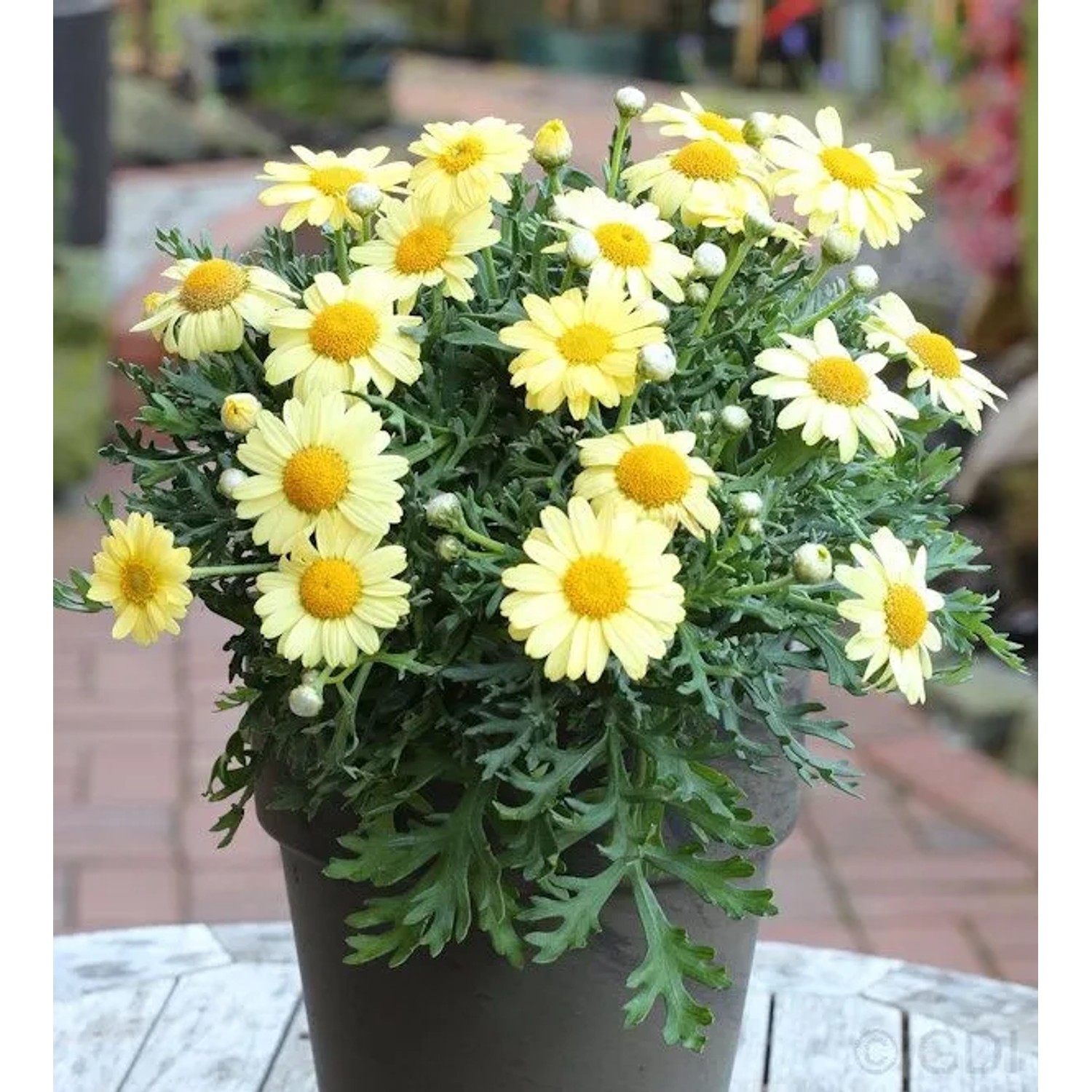 Grönland Margerite Schwefelglanz - Arctanthemum arcticum