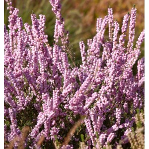 10x Besenheide Elsie Purnell (Calluna vulgaris) mit rosa Blüten.