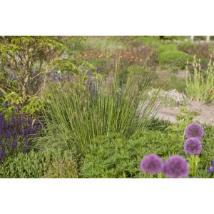 Stipa Gigantea Riesen-Federgras im Gartenbeet, goldene Blütenstände und grüne Halme.