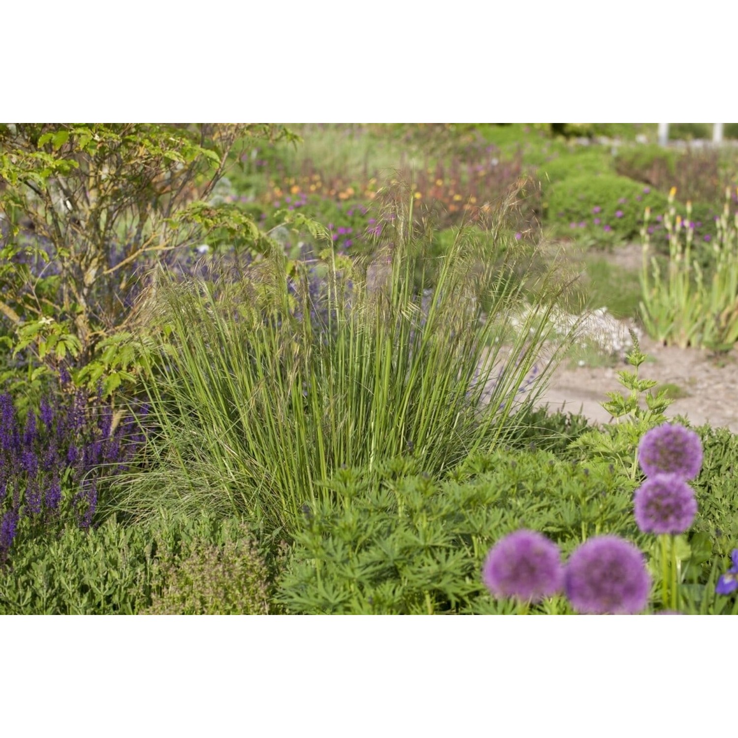 Stipa Gigantea Riesen-Federgras Ca. 11x11 cm Topf Dekorativ günstig online kaufen