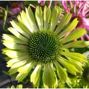 Nahaufnahme des Sonnenhut Green Jewel (Echinacea purpurea) mit grünlichen Blütenblättern und dunkler Mitte.