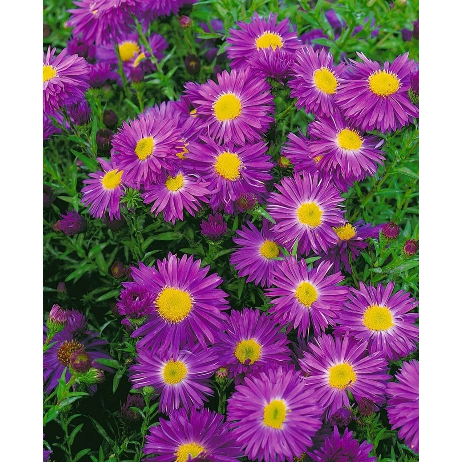 Aster Novi-belgii Violetta Glattblattaster Ca. 11x11 cm Topf günstig online kaufen