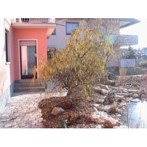 Korkenzieherhasel Corylus Avellana Contorta (60–80 cm) im Garten mit gelben Blüten.