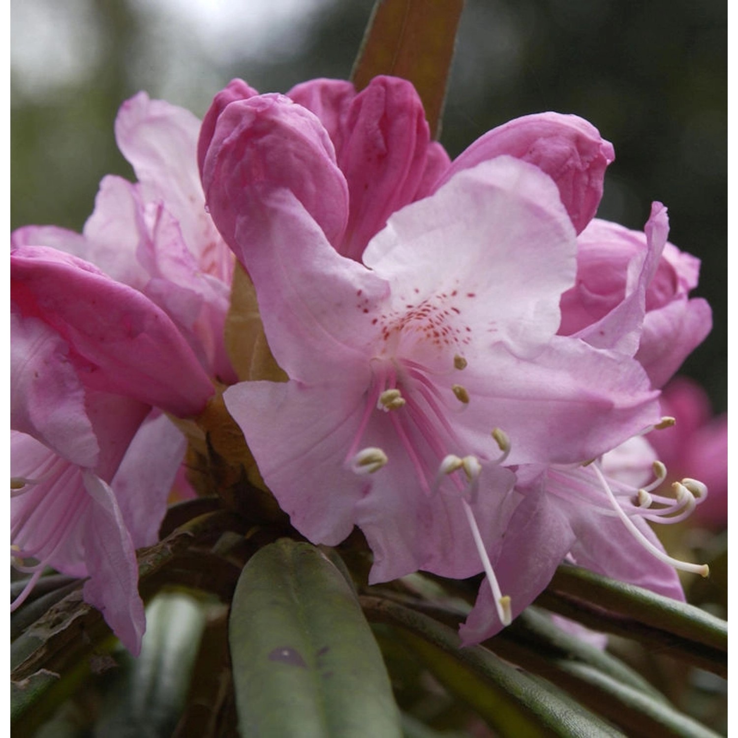 Rhododendron Madidi 30-40cm - Rhododendron makinoi günstig online kaufen