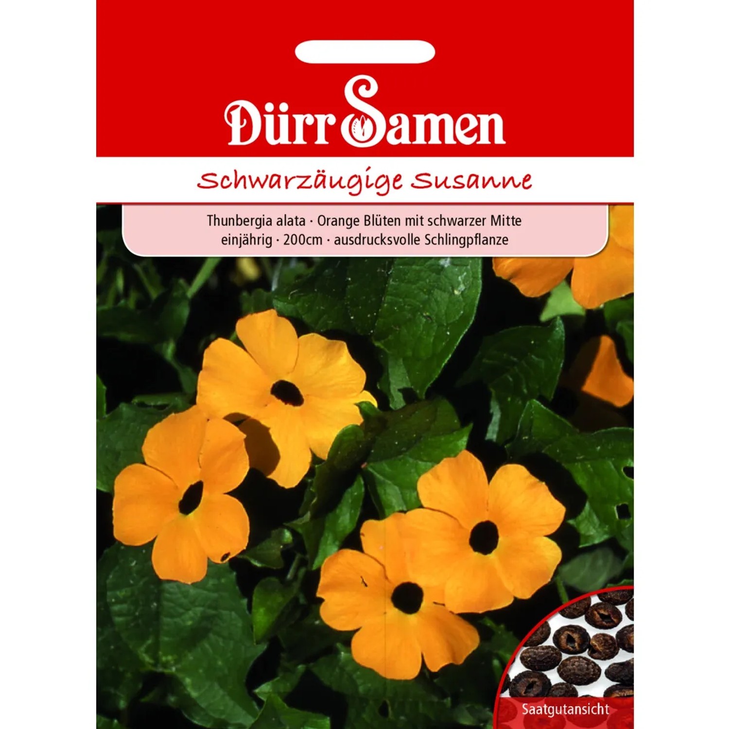 Dürr Samen Schwarzäugige Susanne Orange Mit Schwarzer Mitte Saatgut