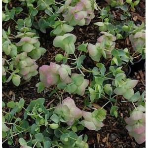 Rundblättriger Majoran 'Kent Beauty' (Origanum rotundifolium) mit zarten, rosa Blüten.