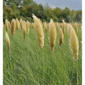 Pampasgras Pumila im XXXL Topf, Cortaderia selloana, Ziergras mit beigen Blütenständen im Garten.
