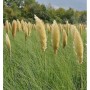 Pampasgras Pumila  - XXXL Topf - Cortaderia selloana_2