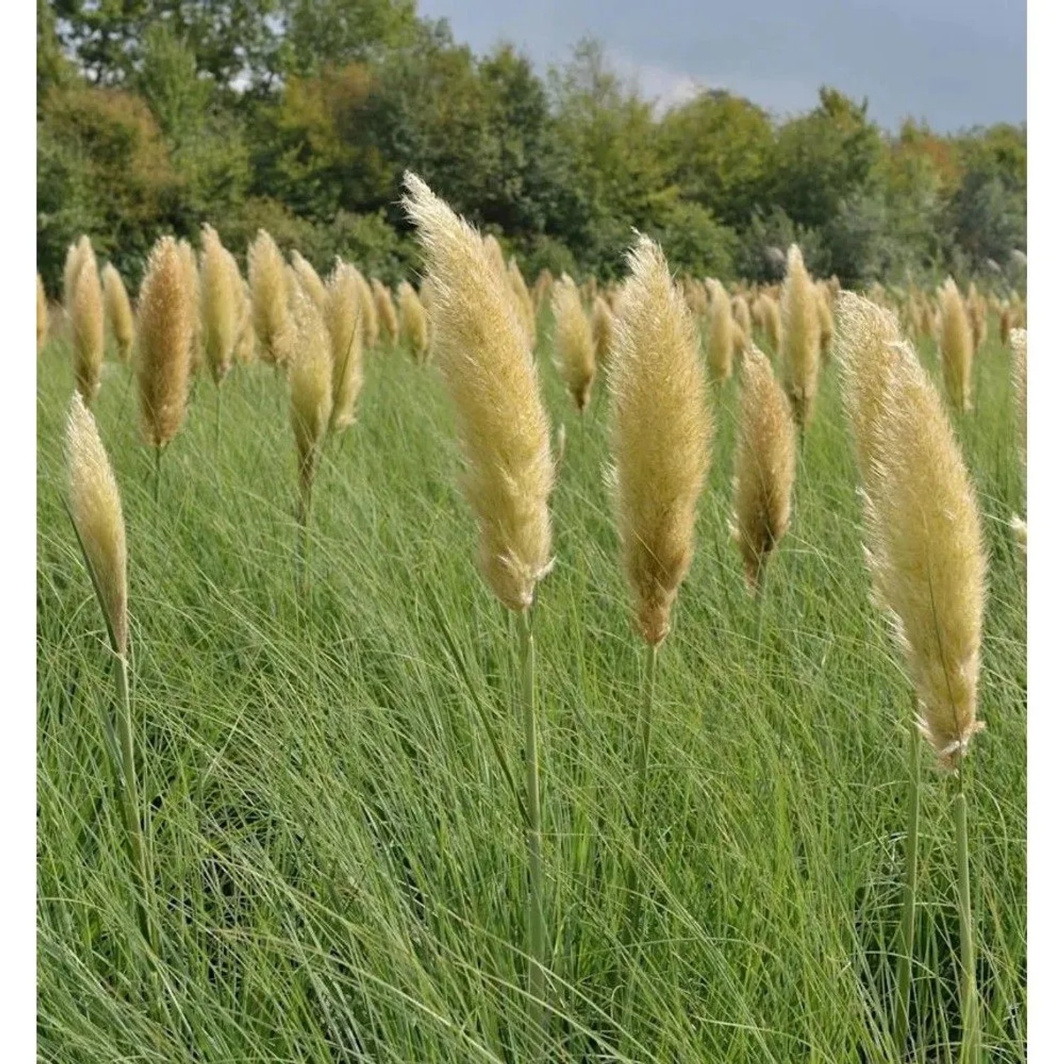 Pampasgras Pumila  - XXXL Topf - Cortaderia selloana_2