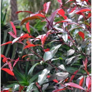 Glanzmispel Red Select 40-60cm - Photinia fraseri