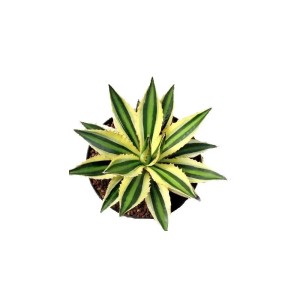 Exotenherz Agave Lophanta Quadricolor im 12cm Topf, eine vierfarbige Sukkulente.