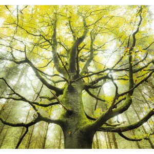 Vlies Fototapete „Der Traumbaum“: Detailaufnahme eines moosbewachsenen Baumes mit gelbem Blätterdach im Wald.