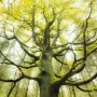 Vlies Fototapete mit Baum-Motiv, detailreicher Digitaldruck für Wandgestaltung.