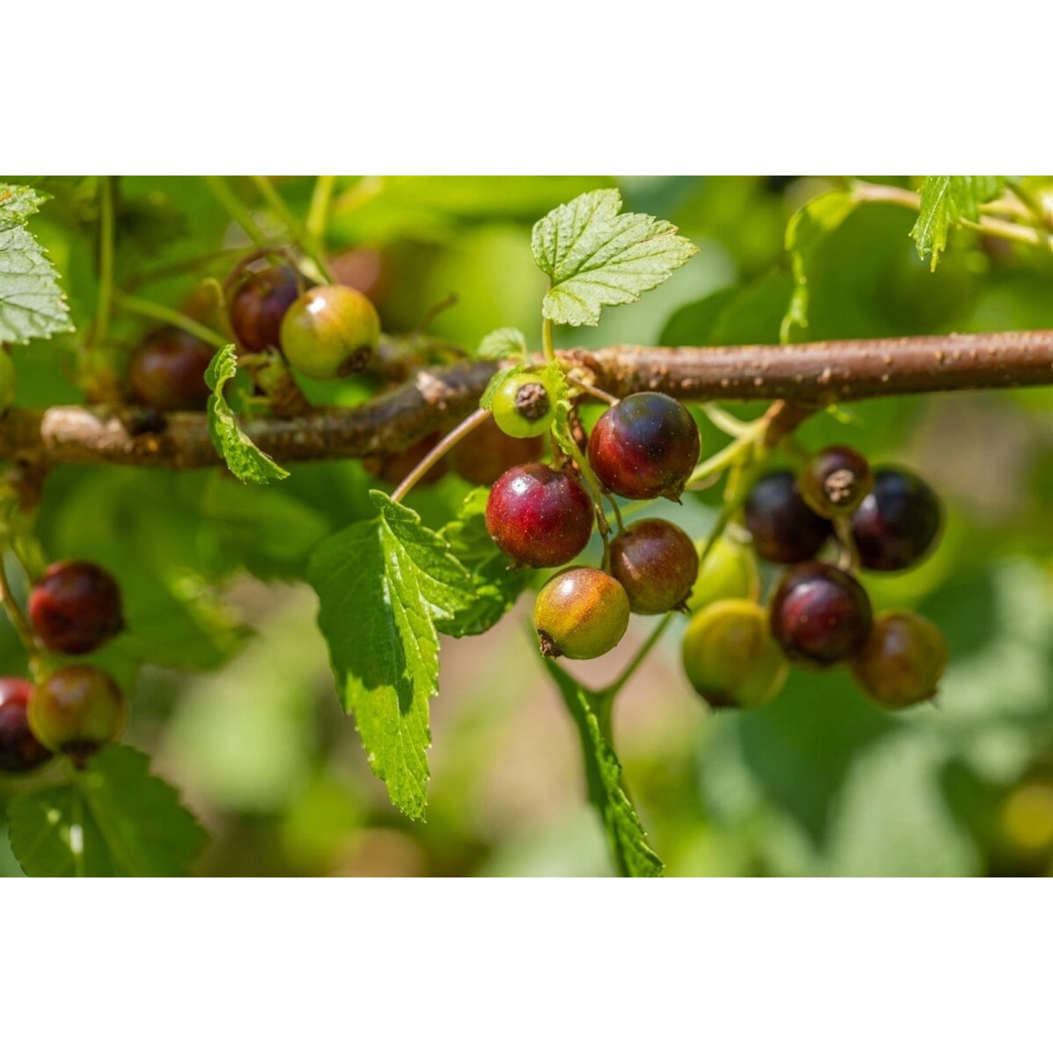 Ribes Nigrum Ben Sarek Schwarze Johannisbeere 30–40 Cm günstig online kaufen