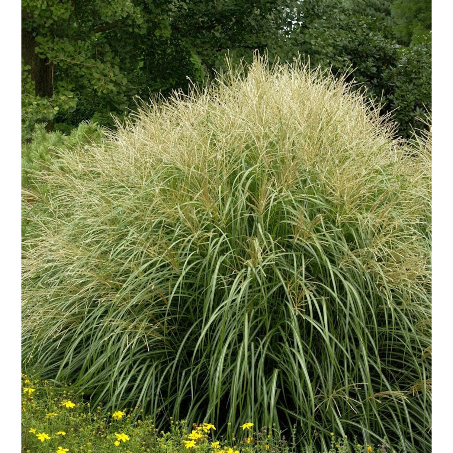 Chinaschilf Yakushima Dwarf - Miscanthus sinensis günstig online kaufen