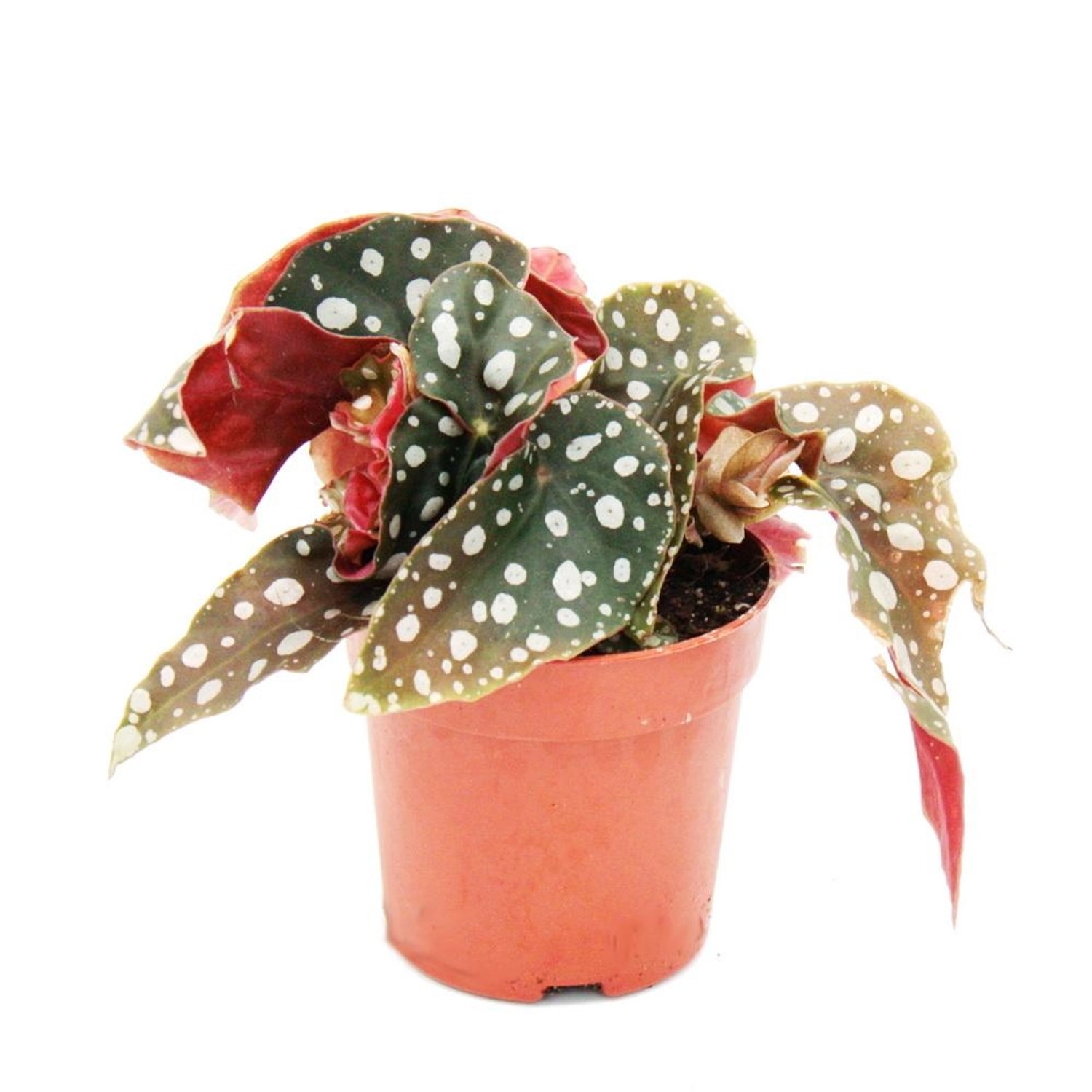 Exotenherz Polkadot Begonie Mini Forellenbegonie Begonia Maculata Wightii 7cm