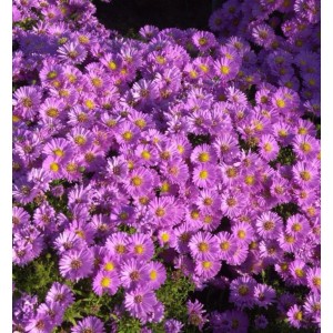 Nahaufnahme von lila Kissenastern (Aster alpinus) mit gelben Blütenkörben.