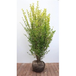 philodendron white wave vs birkin 6 in. Philodendron Birkin Plant in Grower Container