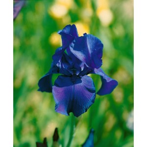 Nahaufnahme einer tiefvioletten Iris 'Matinata' im 11x11 cm Topf. Blühende Zimmerpflanze.