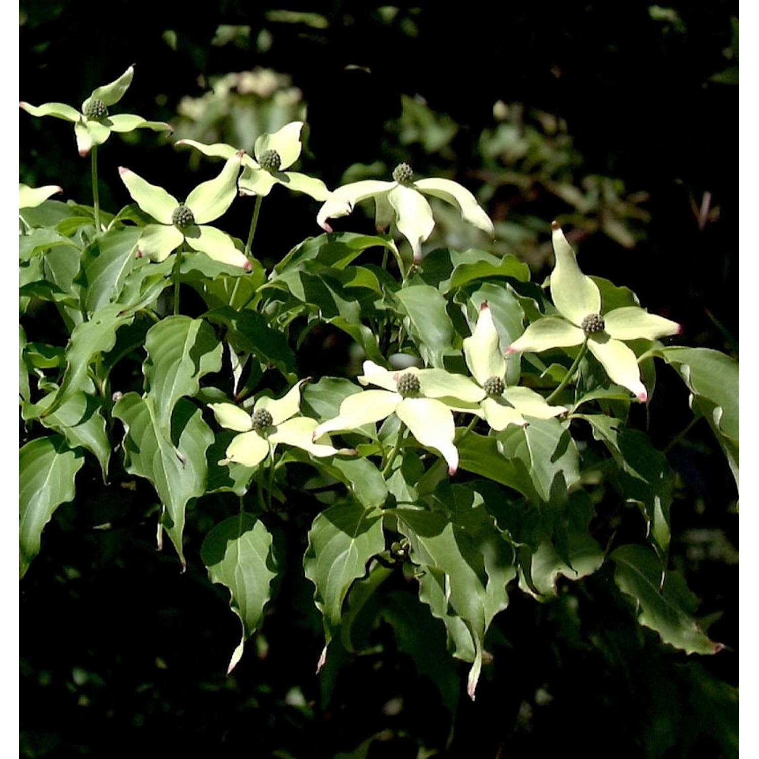 Japanischer Blumenhartriegel Weiße Fontäne 125-150cm - Cornus kousa günstig online kaufen