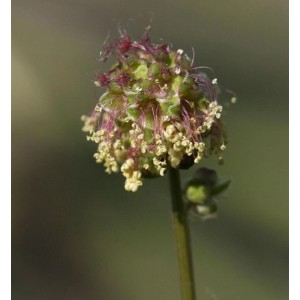 Nahaufnahme des Blütenstands vom Kleinen Wiesenknopf (Sanguisorba minor).