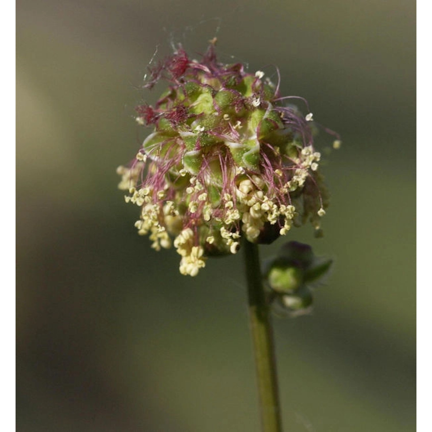 Kleiner Wiesenknopf - Sanguisorba minor günstig online kaufen