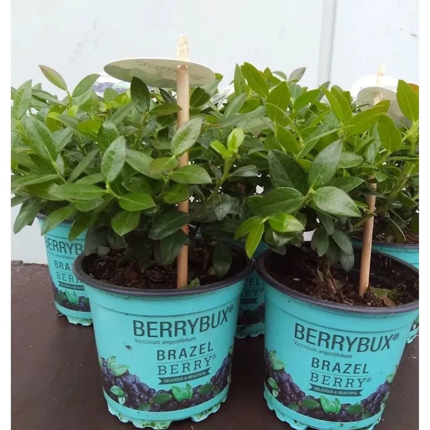 10x Heidelbeere Berry Bux - BrazelBerry 10-15cm - Vaccinium angustifolium