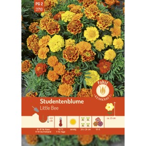 Pabst Keimkraft Studentenblume Little Bee Saatgut mit gelben und orangefarbenen Blüten.