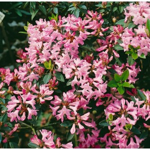 Immergrüner Rhododendron Minus mit rosa Blüten, 30–40 cm hoch. Kompakter Strauch für Garten und Kübel.